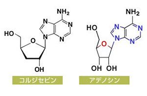 松原無菌養蚕冬虫夏草