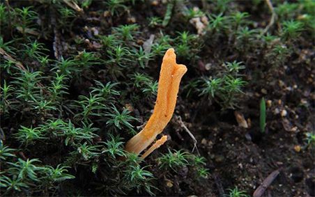 松原無菌養蚕冬虫夏草