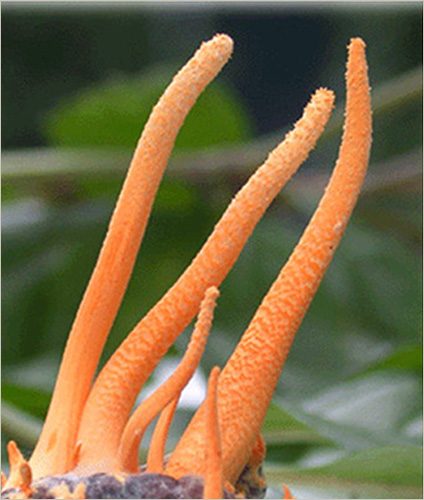 松原無菌養蚕冬虫夏草