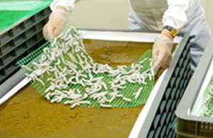 松原無菌養蚕冬虫夏草